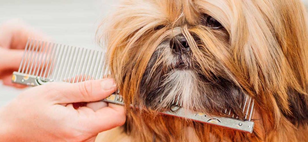 Cuidados básicos para el pelo de tu mascota