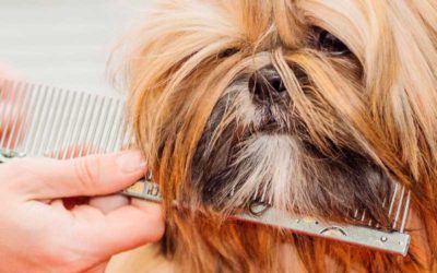 Cuidados básicos para el pelo de tu mascota