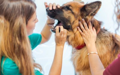 La higiene bucal, clau per a la salut de la teva mascota