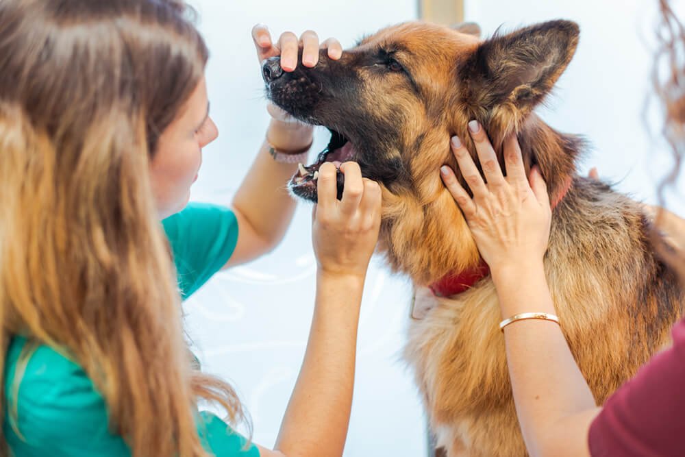La higiene bucal, clave para la salud de tu mascota