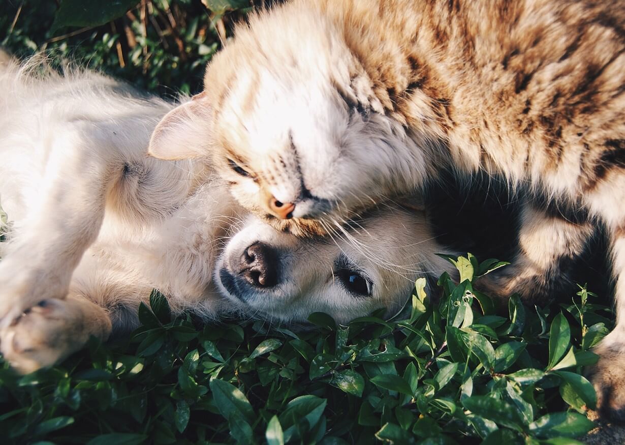 perro y gato tumbados en la hierba